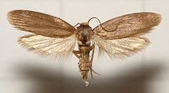 The Achroia grisella moth's ears may inspire new microphomes