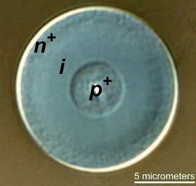 A cross-sectional image of the new silicon-based optical fibre with solar-cell capabilities. Shown are the layers - labeled n+, i, and p+ - that have been deposited inside the pore of the fibre. Credit: Badding lab, Penn State