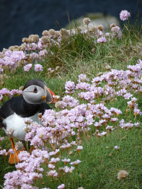 One of Shetland's many Puffins