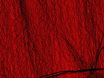 A sparse forest of fine carbon nanotubes coating a NIST laser power detector. The image shows a region approximately 25 micrometres across