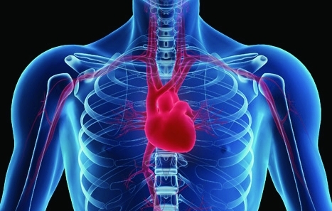 coronary heart