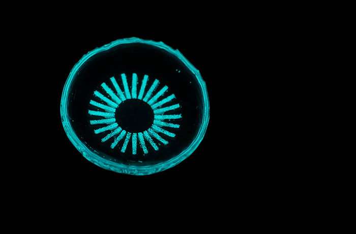 glowing contact lens