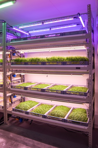 vertical farming