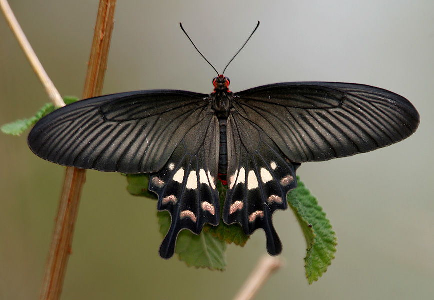 solar cells butterfly