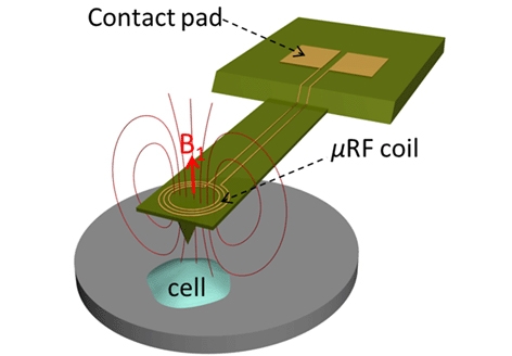 This image illustrates the concept for a new type of technology that combines two biological imaging methods - atomic force microscopy and nuclear magnetic resonance - to create a new way to study cancer-cell metastasis and other disease-related processes