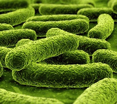 /m/m/d/TE_bacteria.jpg