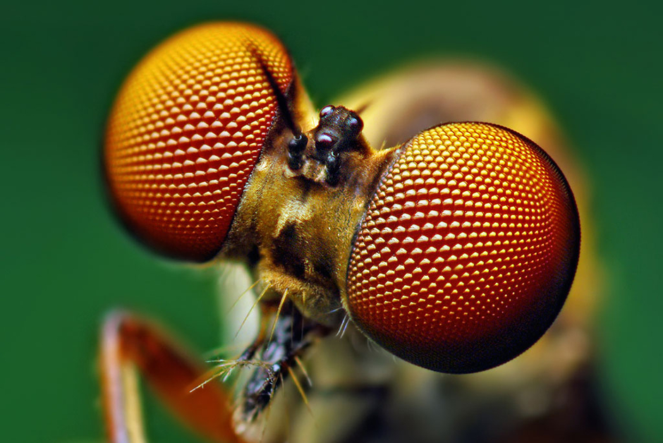 Compound eyes