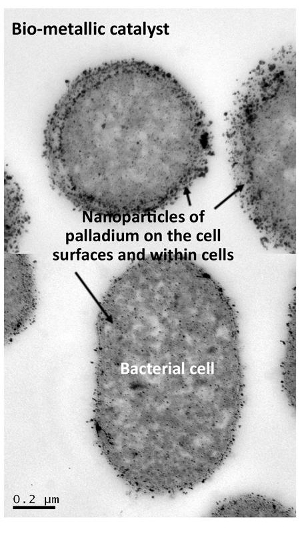 Biofuels