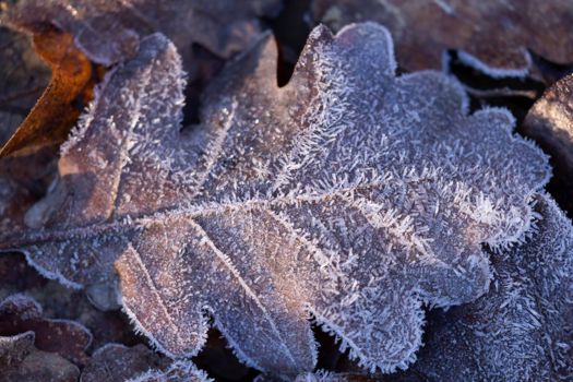 Previous research by Park and colleagues was inspired by the geometry of leaves.