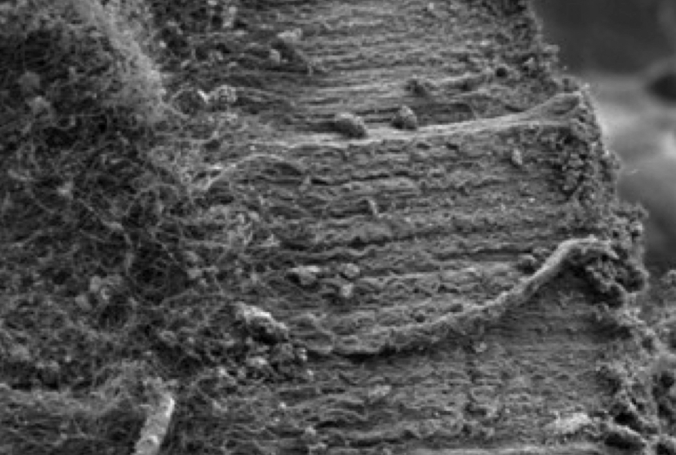 Quartz fibres with carbon nanotubes grown in place (Credit: Barron Research Group/Rice University)