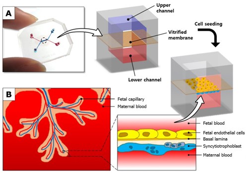 US researchers have developed a 'Placenta-on-a-chip' micro device