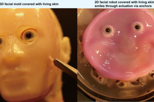 Other methods to bind skin tissue to solid structures come with limitations. This new method can work on complex, curved, and even moving surfaces