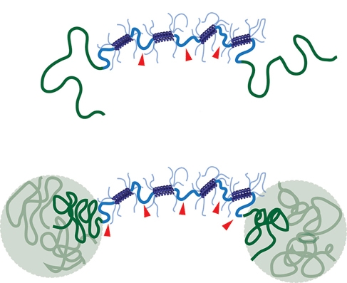 When the new shear thinning hydrogel (top) is heated to body temperature, polymer chains join together to form a reinforcing network that improves the gel’s stability (bottom)