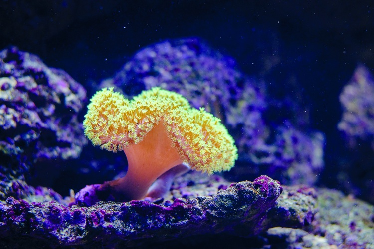 artificial aquatic polyp