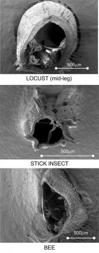 This image shows insect legs reacting differently when stress is applied (electron scanning microscope images).