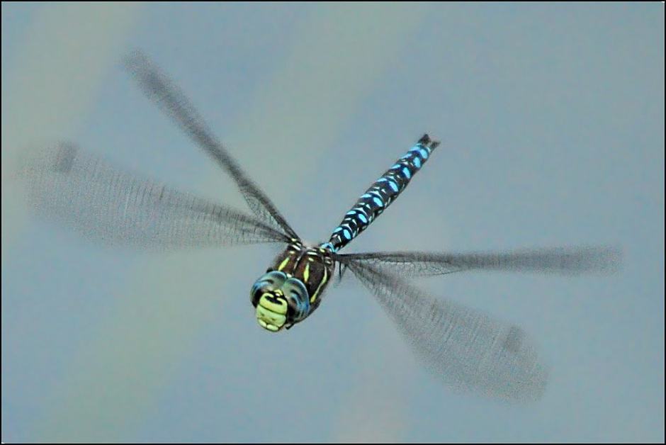 To take care Inaccessible Supply Insect inspiration: UK defence drone mimics dragonfly flight