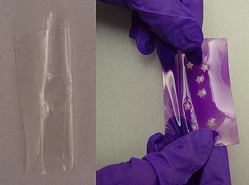 The image to the left shows one of the photochromic gels before exposure to UV light. The image on the right shows the elastic material after exposure to UV light