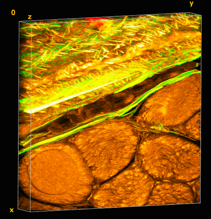 The smart fabric embedded on the outside of a sheep's thigh bone