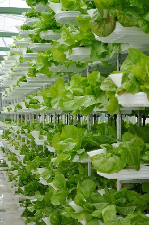 The Vancouver installation will produce 150,000 (68 tonnes) pounds of leafy green vegetables and herbs a year