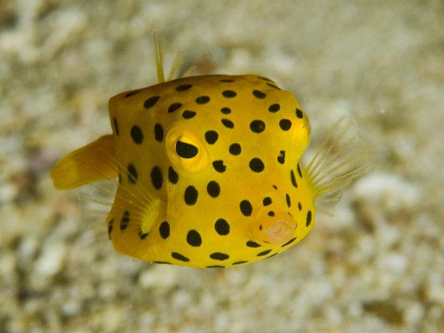 The boxfish has survived in the oceans for the past 35 million years. 