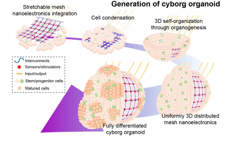 organoid