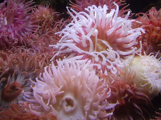 anemones