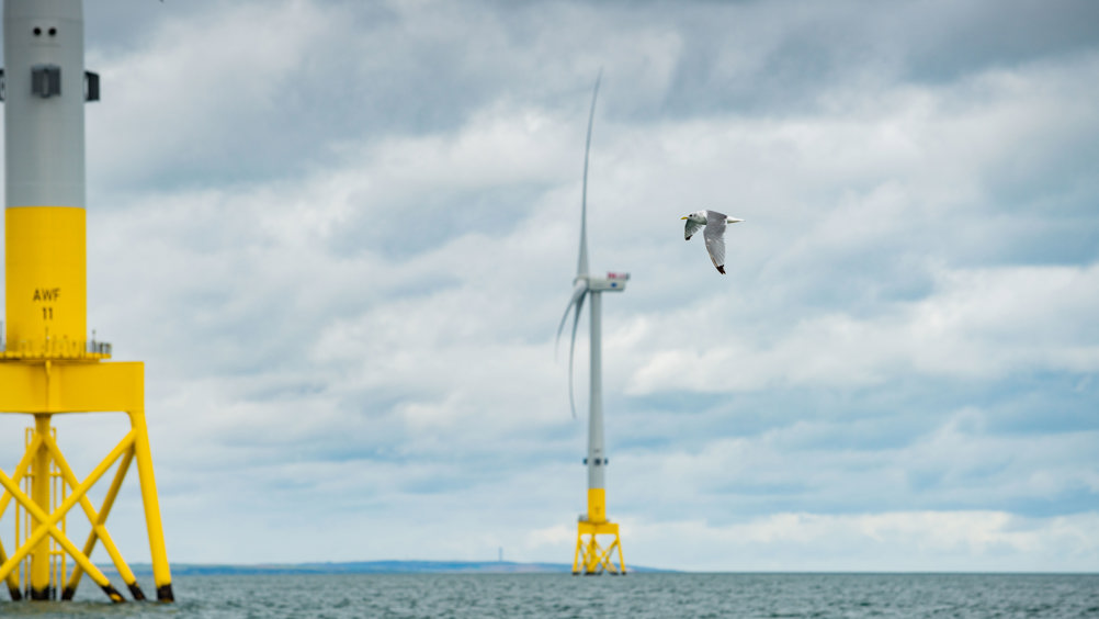Kittiwake In Flight At Aberdeen Offshore Wind Farm