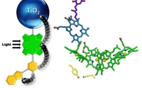 An artificial photosynthetic reaction center containing a bioinspired electron relay (yellow) mimics some aspects of photosynthesis