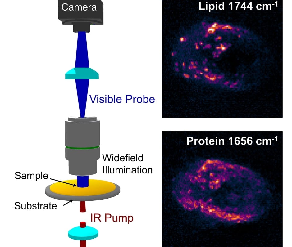 biomarkers in cancer cells