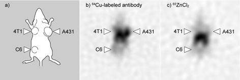 The results of the imaging experiment on a tumour-bearing mouse, a) localization of the three lines of tumour cells, b) localization of the labelled antibody c) localization of Zn-containing injected radioactive agent