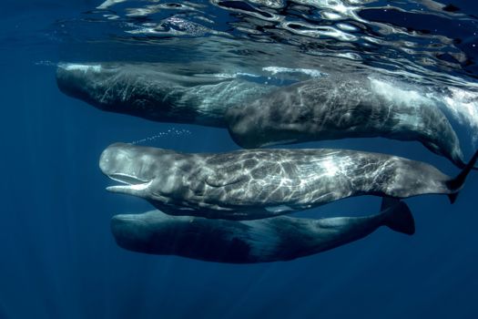 A pod of sperm whales underwater in the Atlantic Ocean