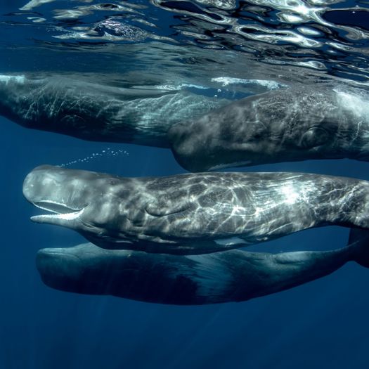 A pod of sperm whales underwater in the Atlantic Ocean