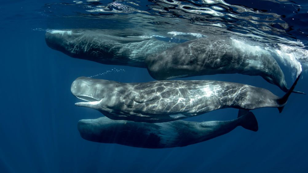 A pod of sperm whales underwater in the Atlantic Ocean