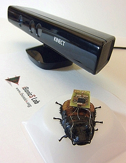 Cockroach biobot autopilotted by Kinect