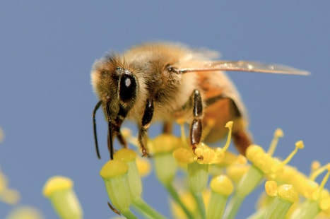 Manuka honey