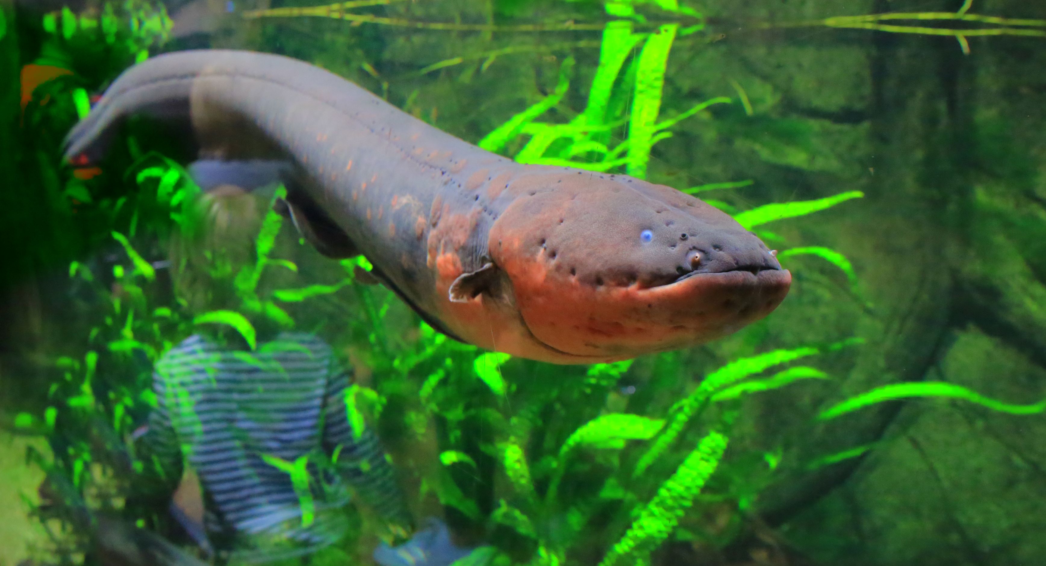 The Engineer - Electric eels inspire new Oxford ‘droplet battery’