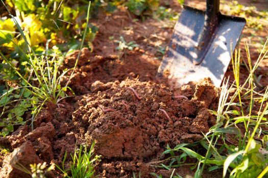 Earthworms are important to soil structure and fertility