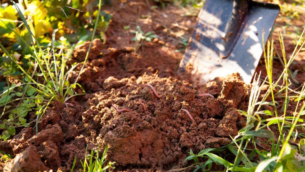 Earthworms are important to soil structure and fertility