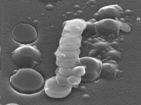 Dispersing graphene flakes like these in a polymer foam could improve its performance in batteries and supercapacitors