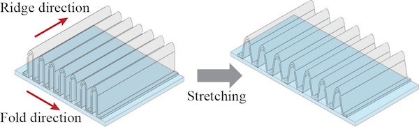 The dimensions of each ridge directly affect the transparent conductor’s stretchability.