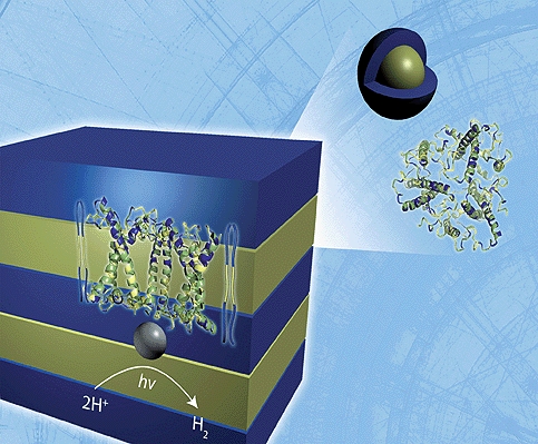 Neutron scattering analysis performed at DOE's Oak Ridge National Laboratory reveals the lamellar structure of a hydrogen-producing, biohybrid composite material formed by the self-assembly of naturally occurring, light harvesting proteins with polymers