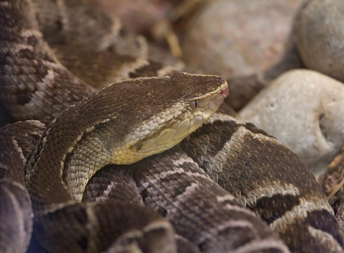 The Brazilian lancehead is one of several South American pit vipers that produce venom that has proven to be a powerful blood coagulant. 