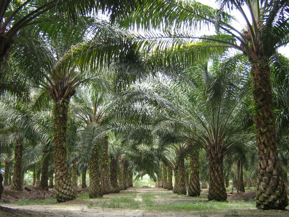 palm oil