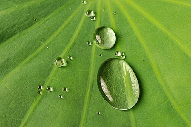 Researchers are replicating the lotus leaf, one of the most hydrophobic surfaces on the planet