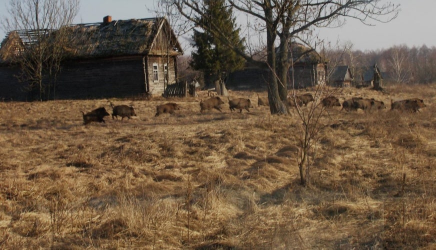 Wild boar in a former village near the Chernobyl Nuclear Power Plant.