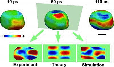 The acoustic phonons can be visualized on the surface as regions of contraction (blue) and expansion (red). Also shown are two-dimensional images comparing the experimental results with theory and molecular dynamics simulation. The scale bar is 100 nanome