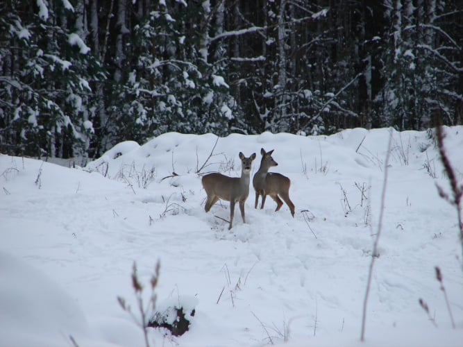 Roe deer near where the Chernobyl Nuclear Power Plant disaster took place.