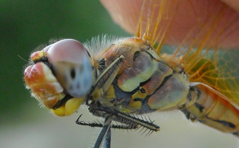 Close up of dragonfly