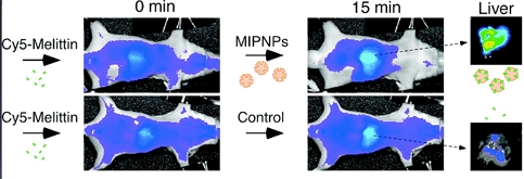 Plastic antibodies, such as this cluster of particles viewed under a powerful microscope, may fight a wide range of human diseases, including viral infections and allergies