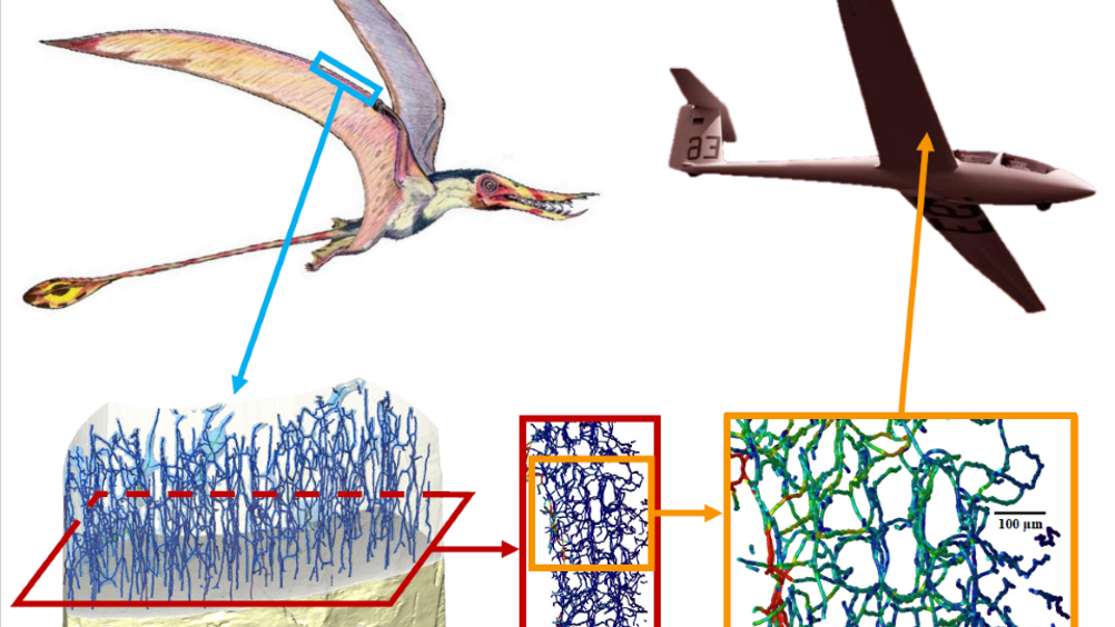 Microscopic interlocking structures in pterosaur bones could inspire new materials for aircraft